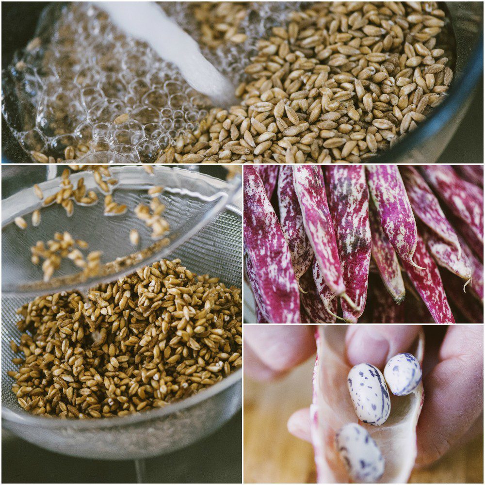 Farro perlato sciacquato in acqua e fagioli borlotti freschi sgranati a mano
