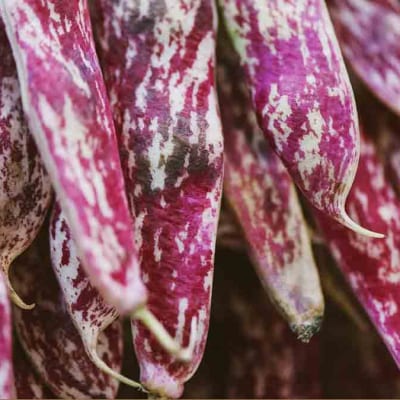 Tutto sui fagioli borlotti