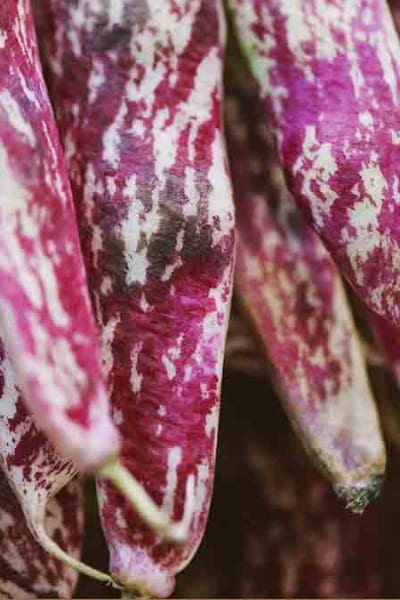 Tutto sui fagioli borlotti