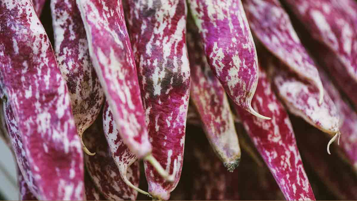 tutto sui fagioli borlotti
