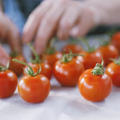Varietà di pomodori