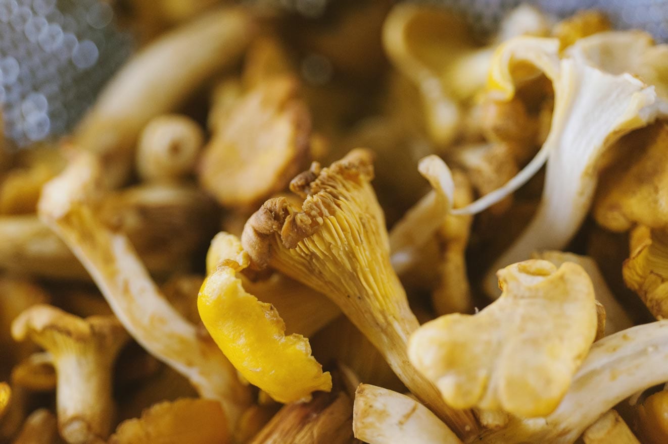 Come pulire i funghi finferli