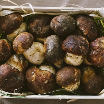 Varietà di funghi, porcini nella foto in una bella cassetta