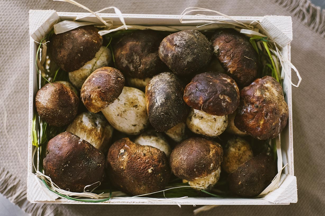 Varietà di funghi, porcini nella foto in una bella cassetta