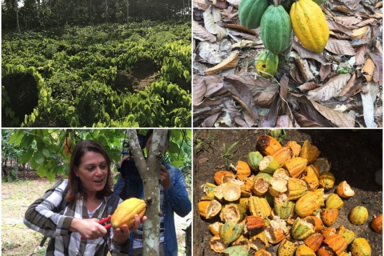 Alla scoperta del cacao: il mio viaggio in Costa d'Avorio