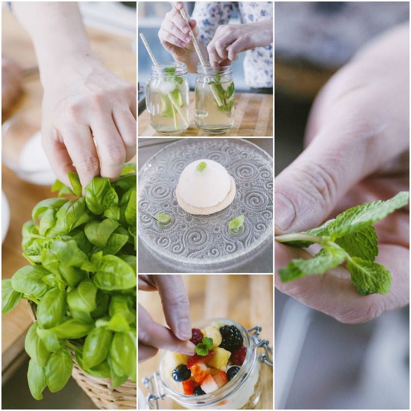 Erbe e piante aromatiche