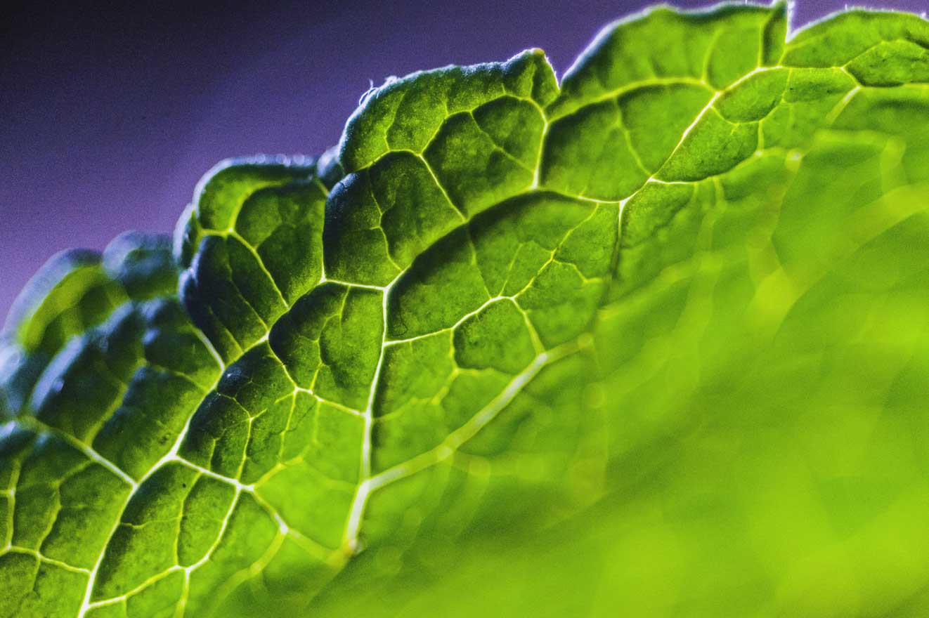 Erbe e piante aromatiche