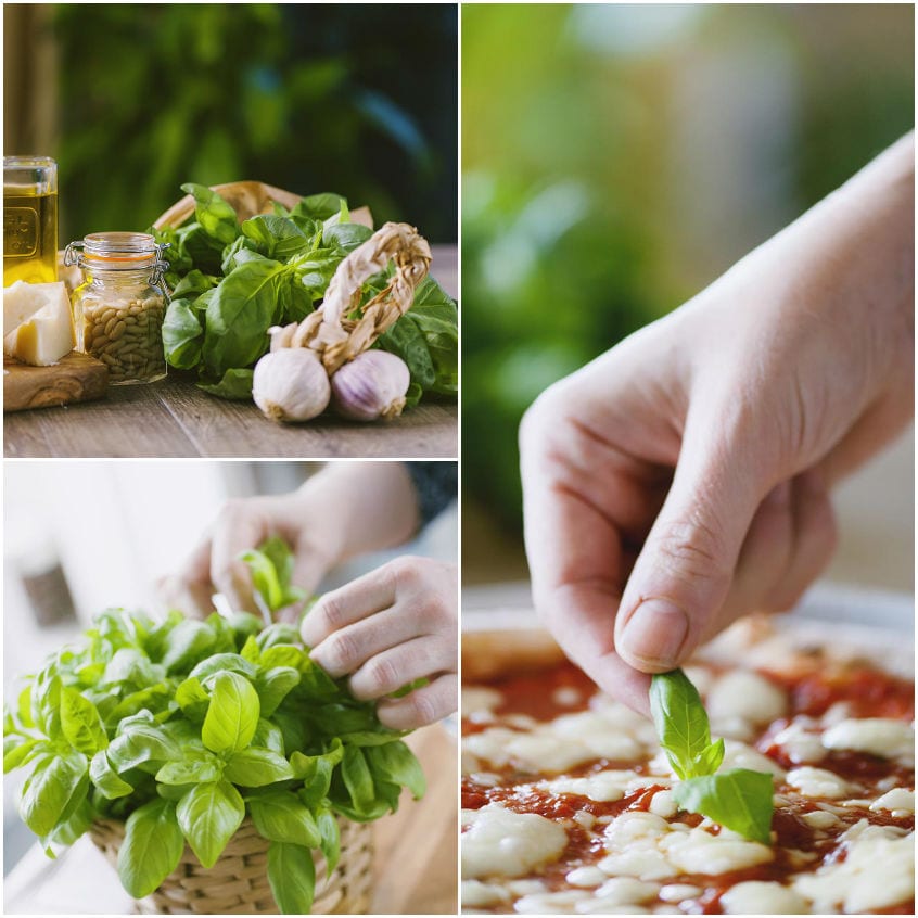 Varietà di basilico