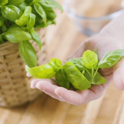 Varietà di basilico