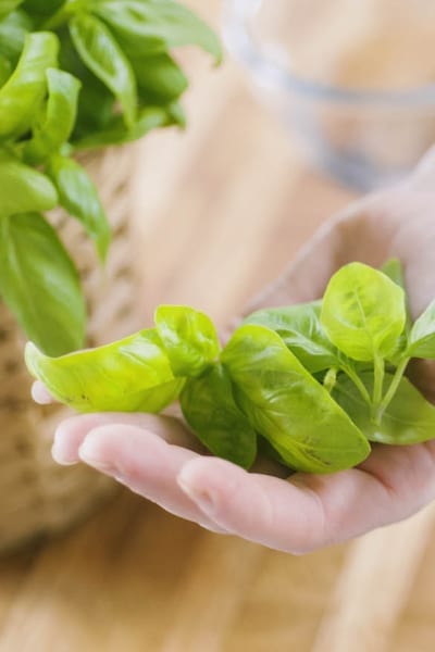 Varietà di basilico