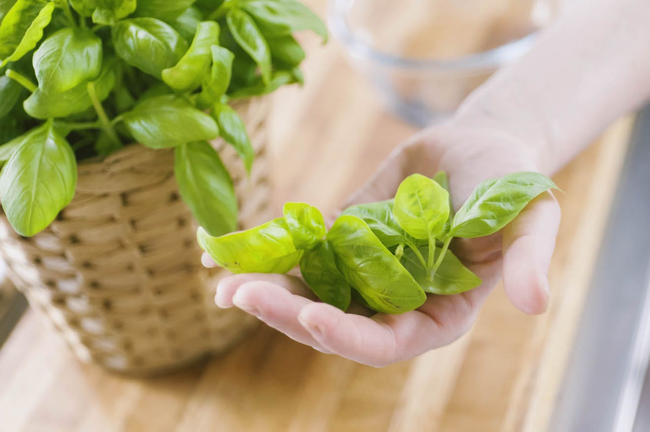 Varietà di basilico
