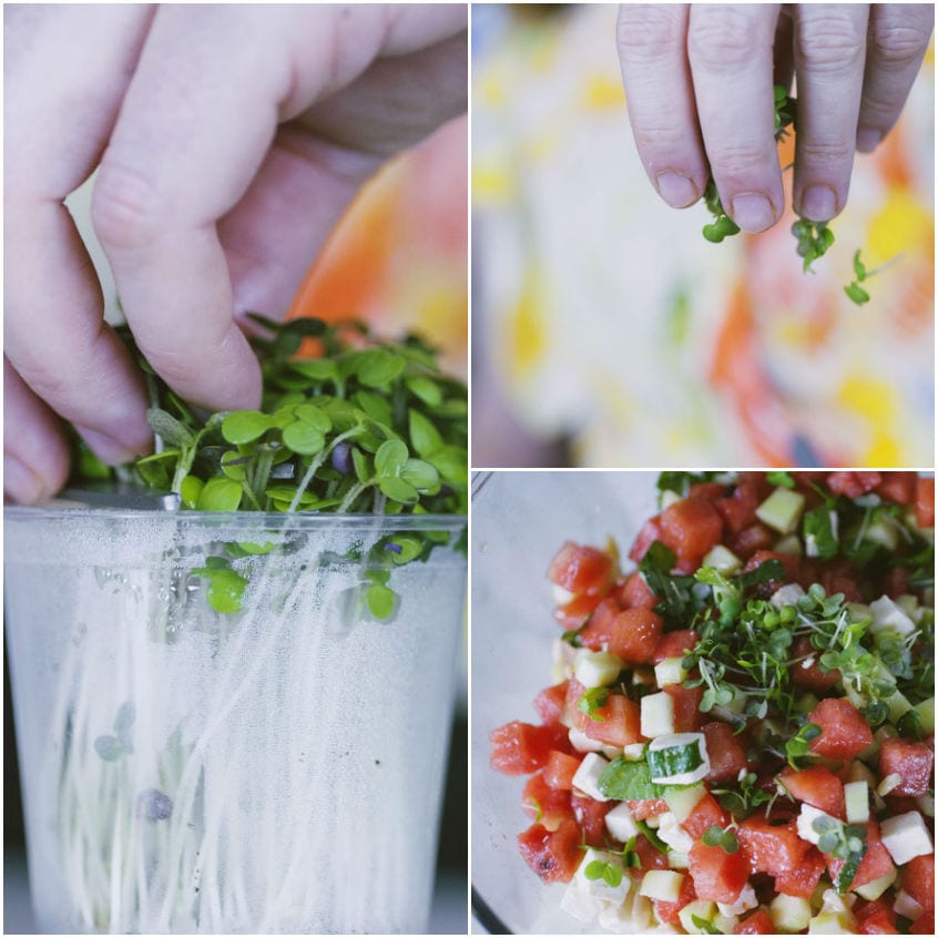 Germogli freschi raccolti a mano e sparsi sull'insalata di anguria, cetrioli e feta a cubetti