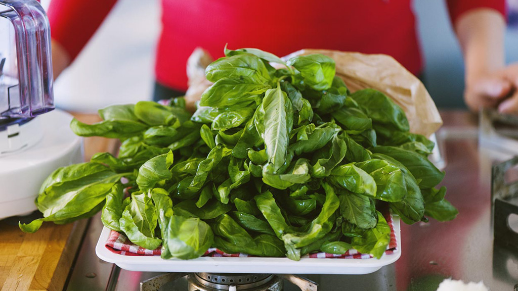 Foglie di basilico fresco distese su un panno ad asciugare prima del pesto