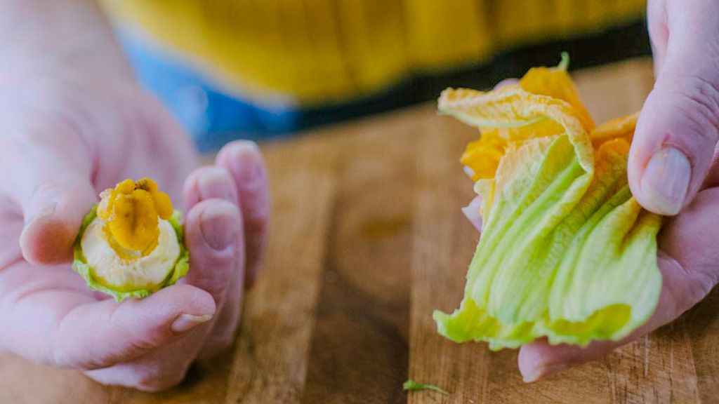 Mani che separano il pistillo dal fiore di zucca aperto, pronto per essere pulito