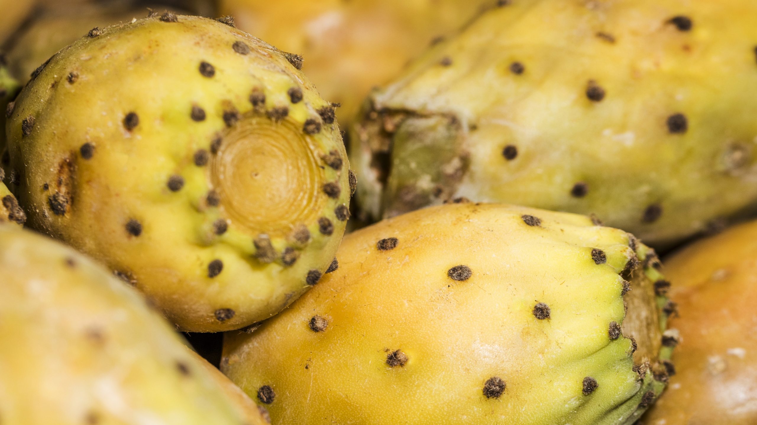 Frutti carnosi, dalla polpa succosa ricca di semi, racchiusa in una buccia spessa e coperta di spine. Ideale da magiare al naturale o da utilizzare in diverse preparazioni